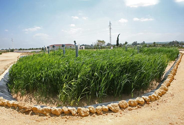 Humedal artificial para tratamiento de aguas residuales
